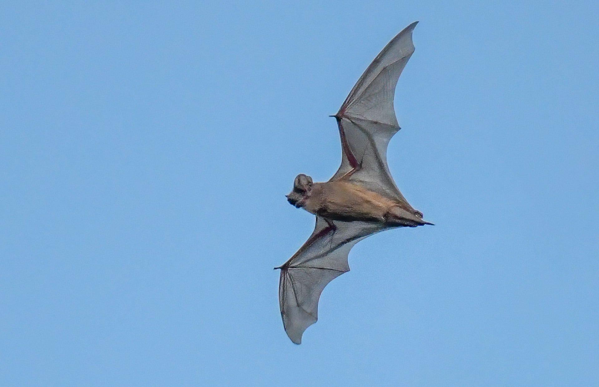 Mexican Free-tailed Bat