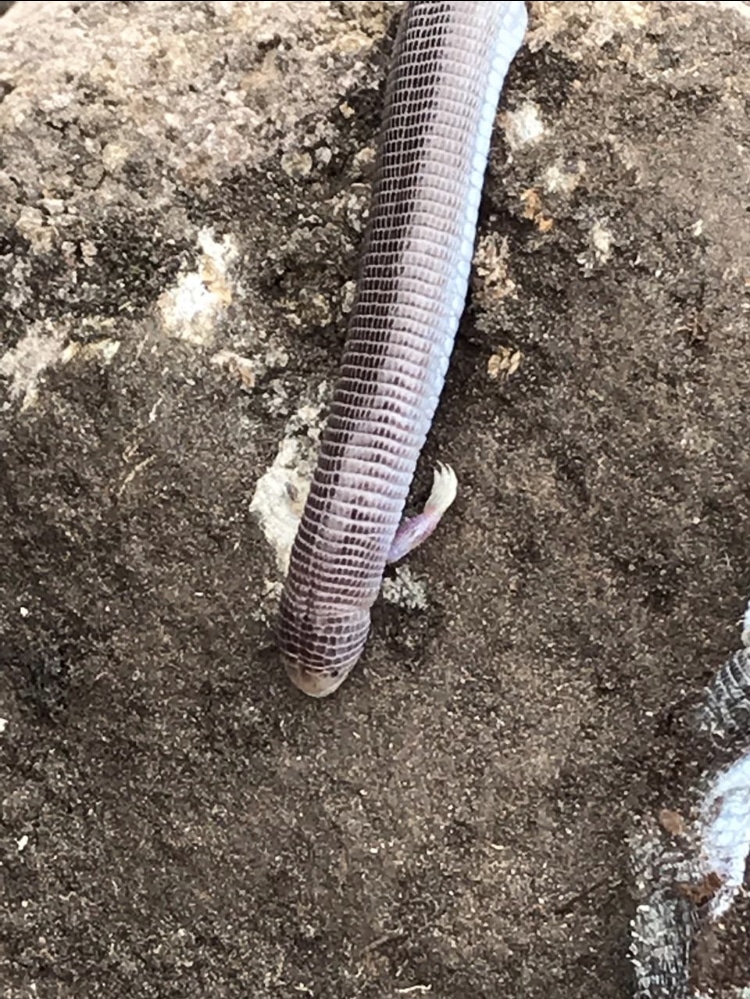 Mexican Mole Lizard