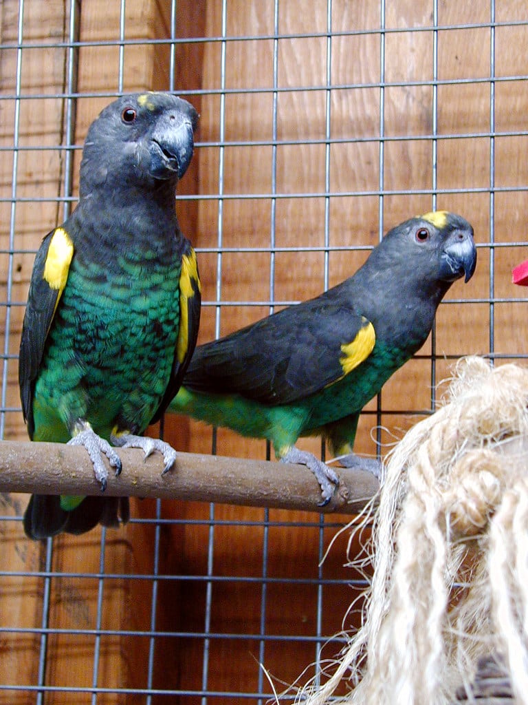 Meyer’s Parrot