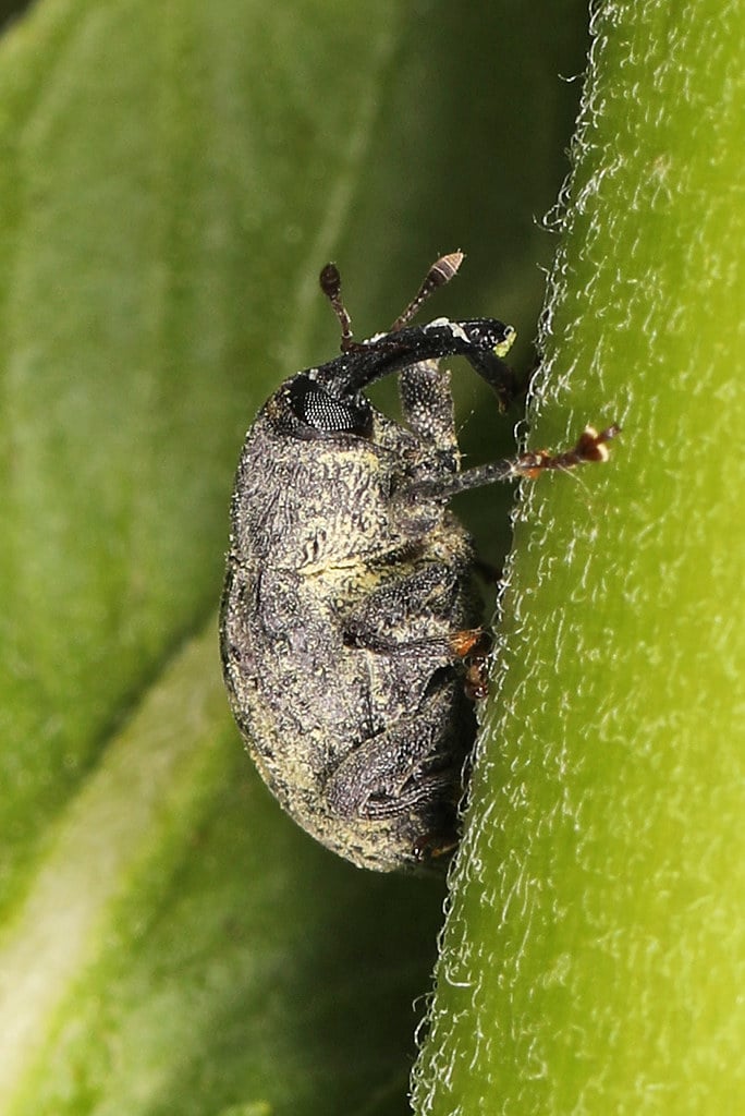 Milkweed Stem Weevil