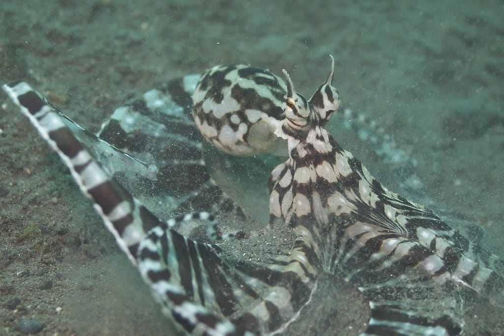 Mimic Octopus