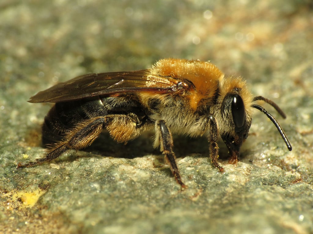 Miner Bee