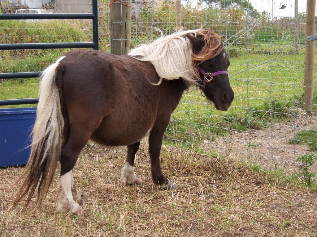Miniature Horse