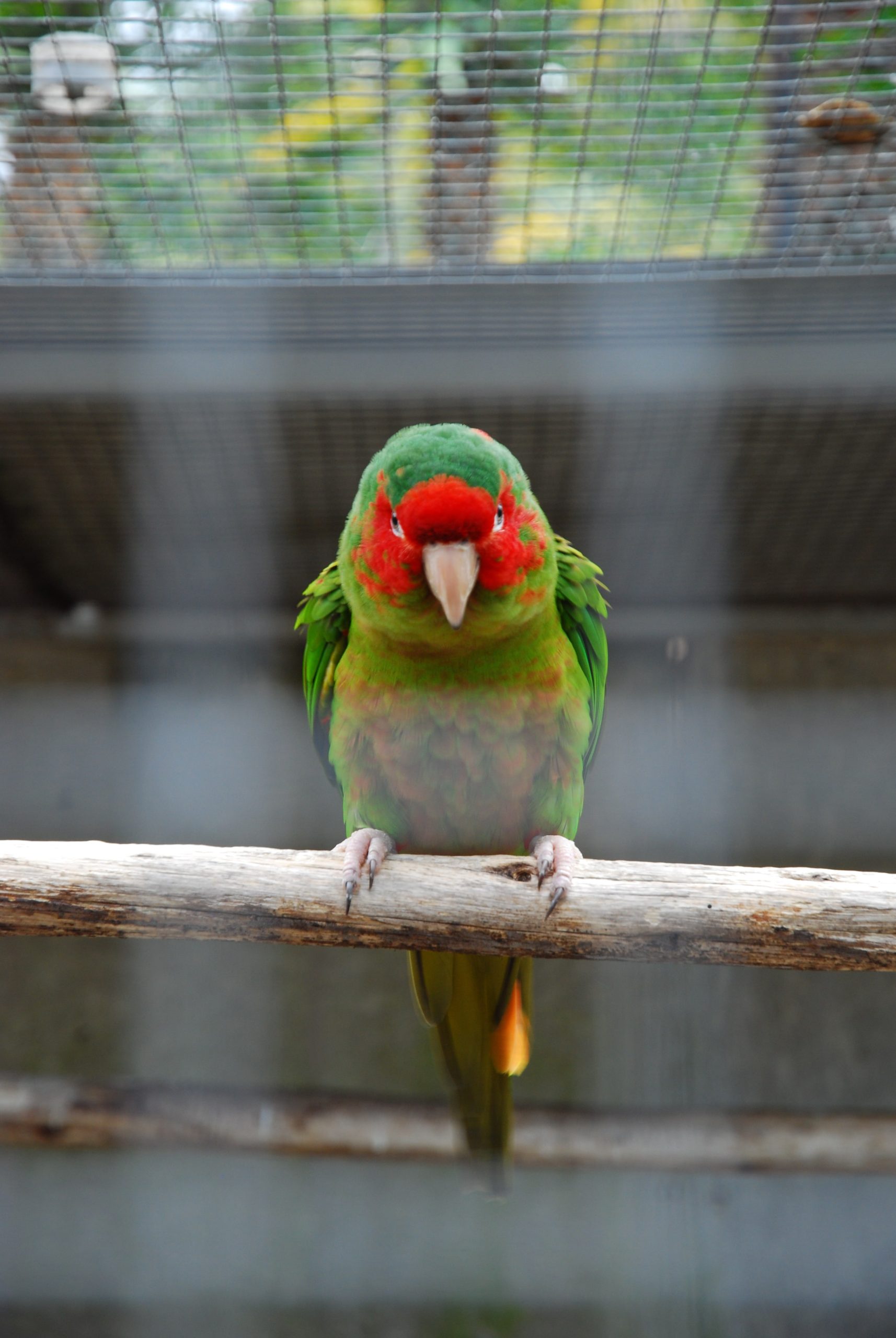 Mitred Conure