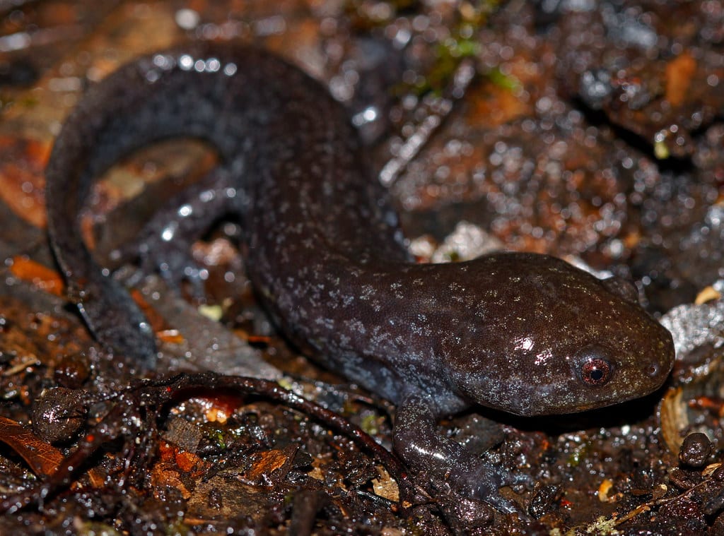 Mole Salamander