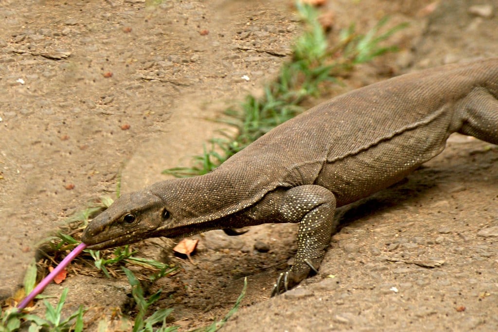 Monitor lizard
