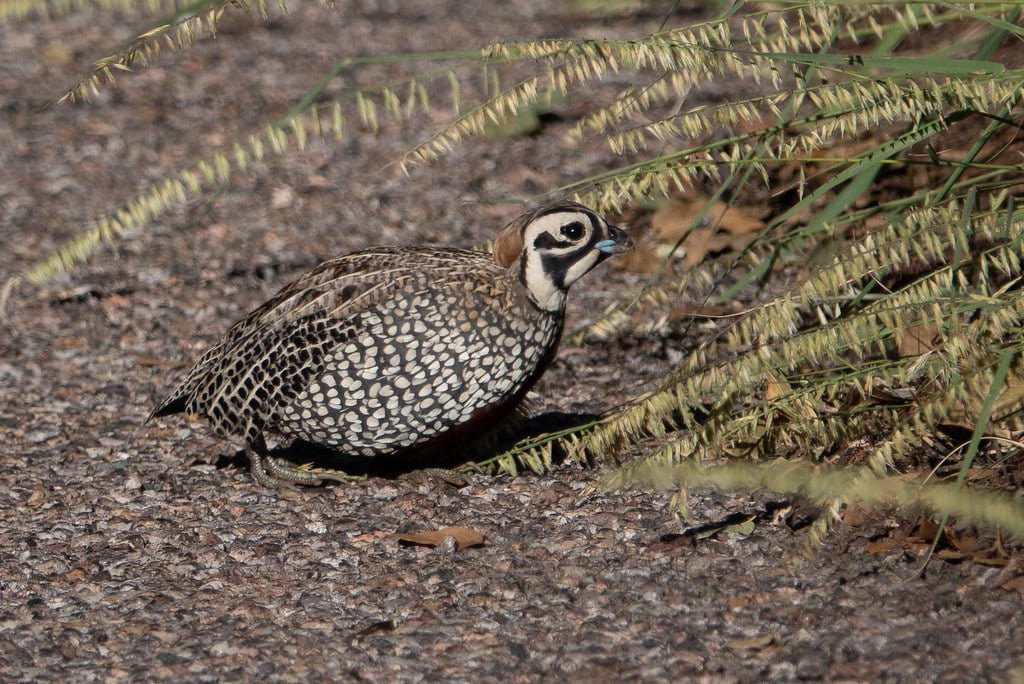 Montezuma Quail