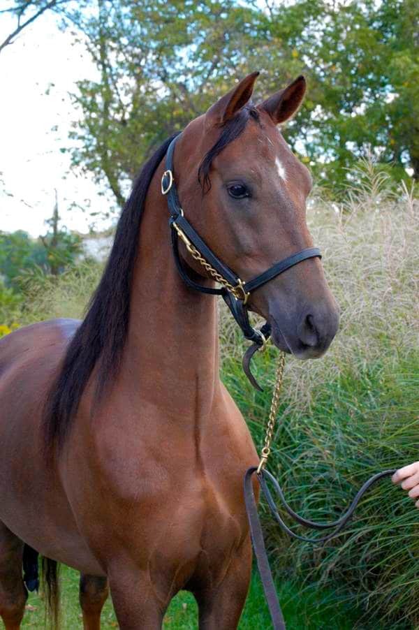 Morgan Horse