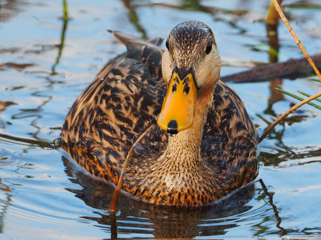 Mottled Duck