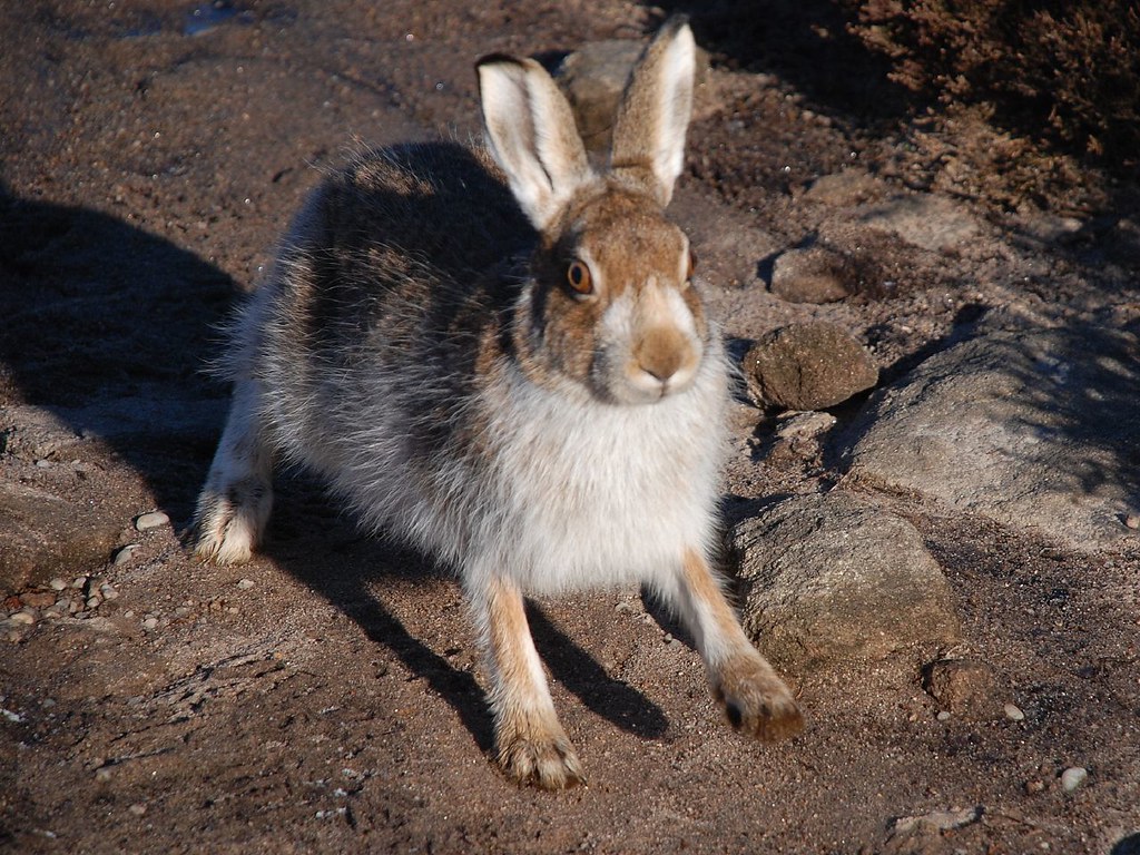 Mountain Hare