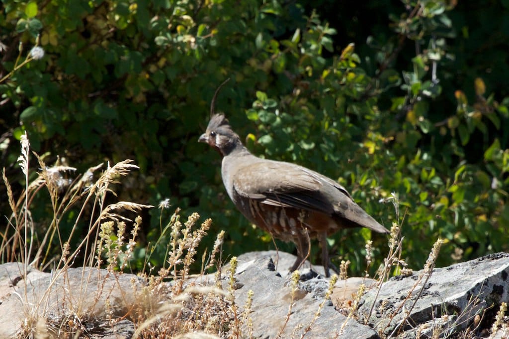 Mountain Quail