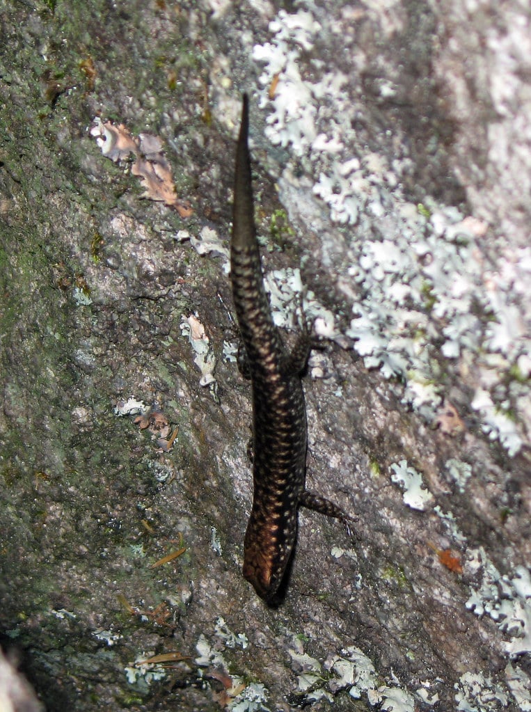 Mountain Skink