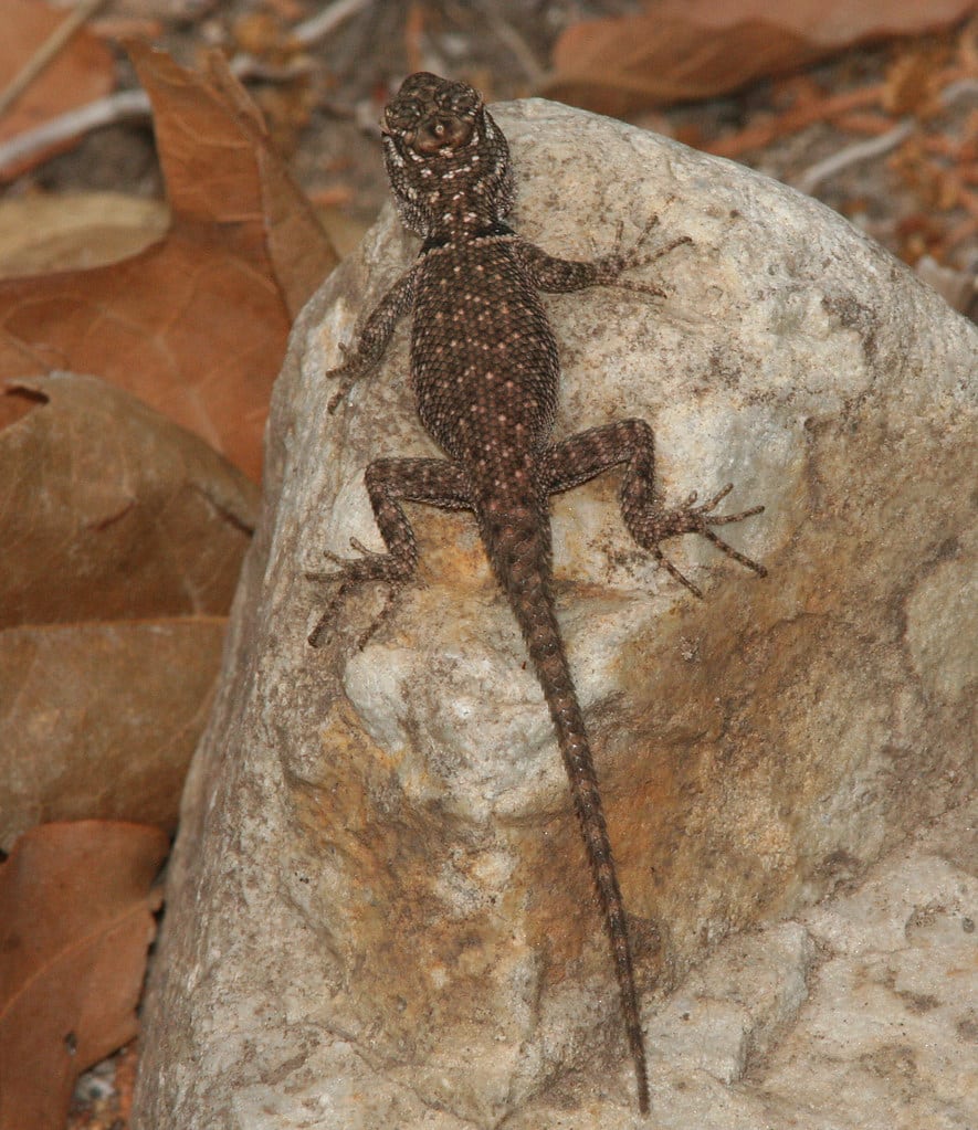 Mountain Spiny Lizard
