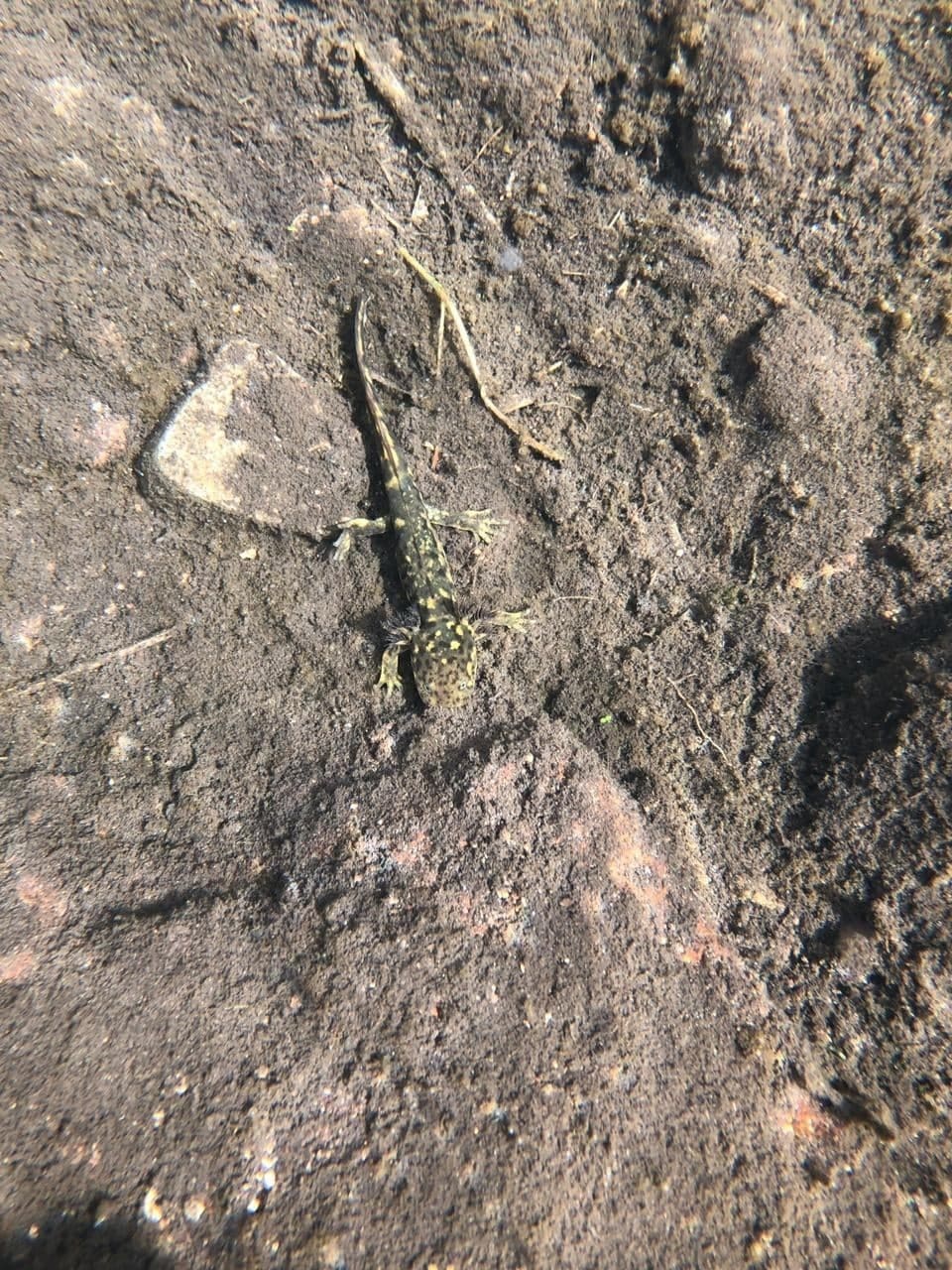 Mountain Stream Salamander