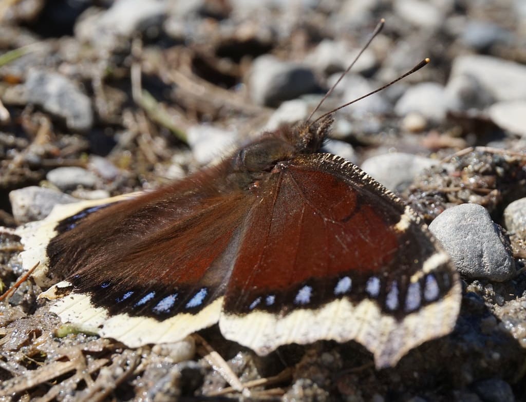 Mourning Cloak butterfly