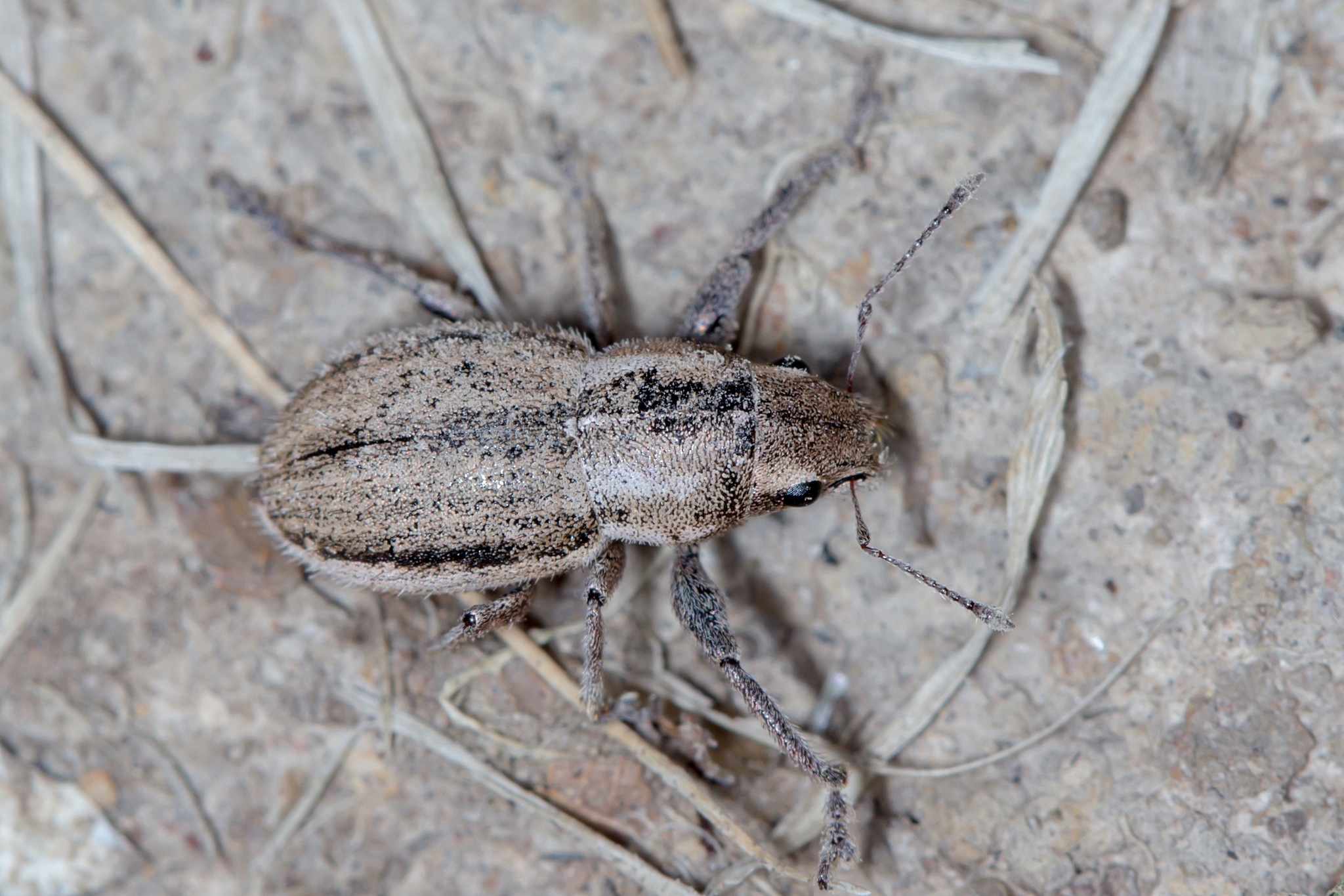 Naupactus Peregrinus