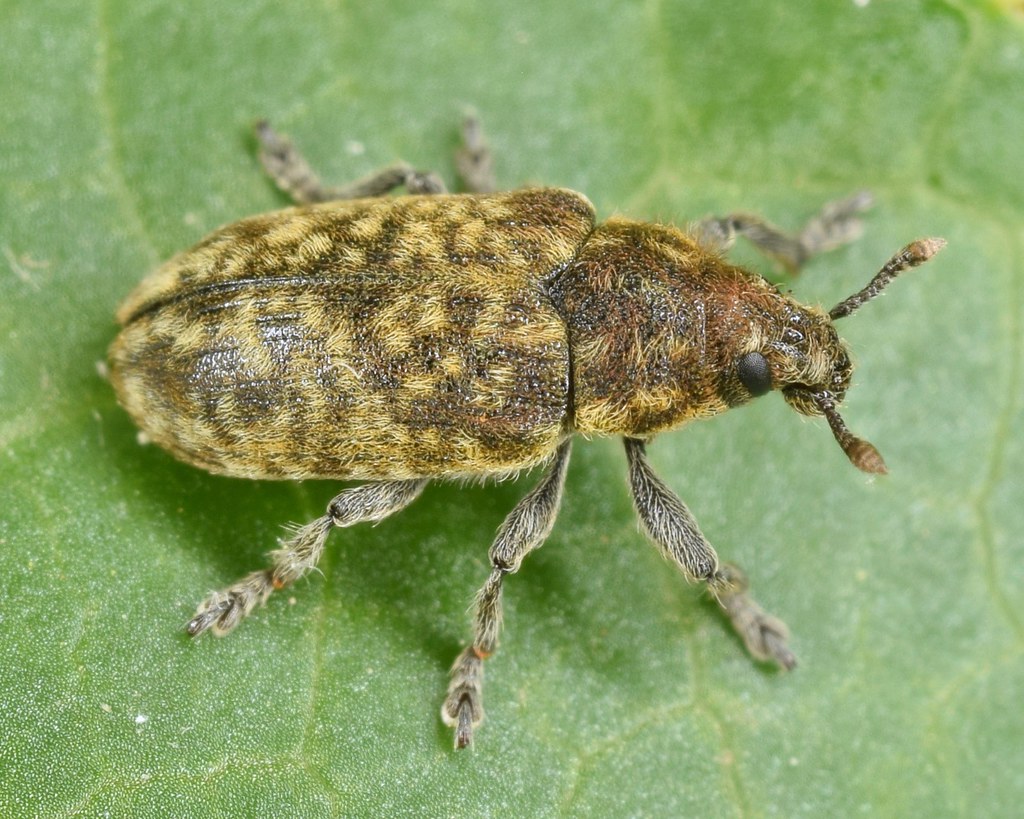 nodding thistle receptacle weevil