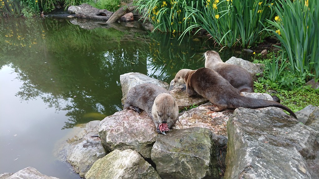 North American Rivers Otters