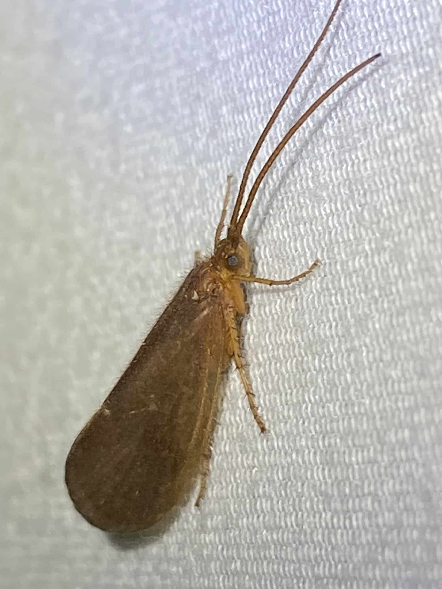 Northern Caddisfly
