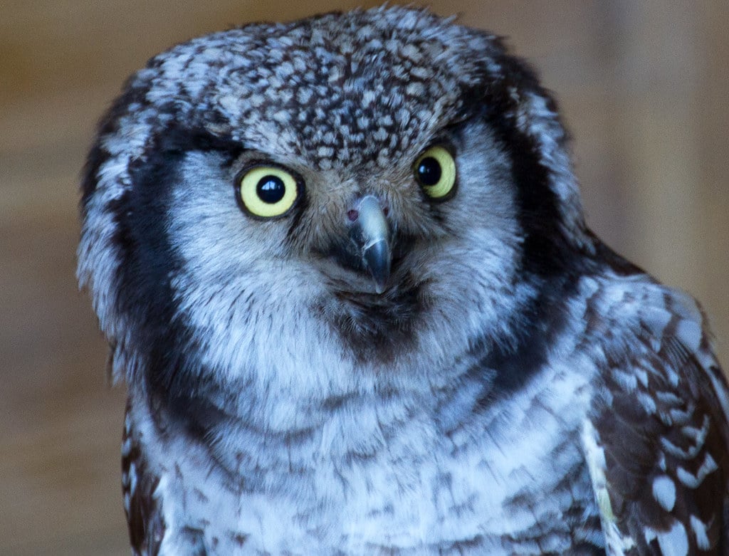 Northern Hawk Owl