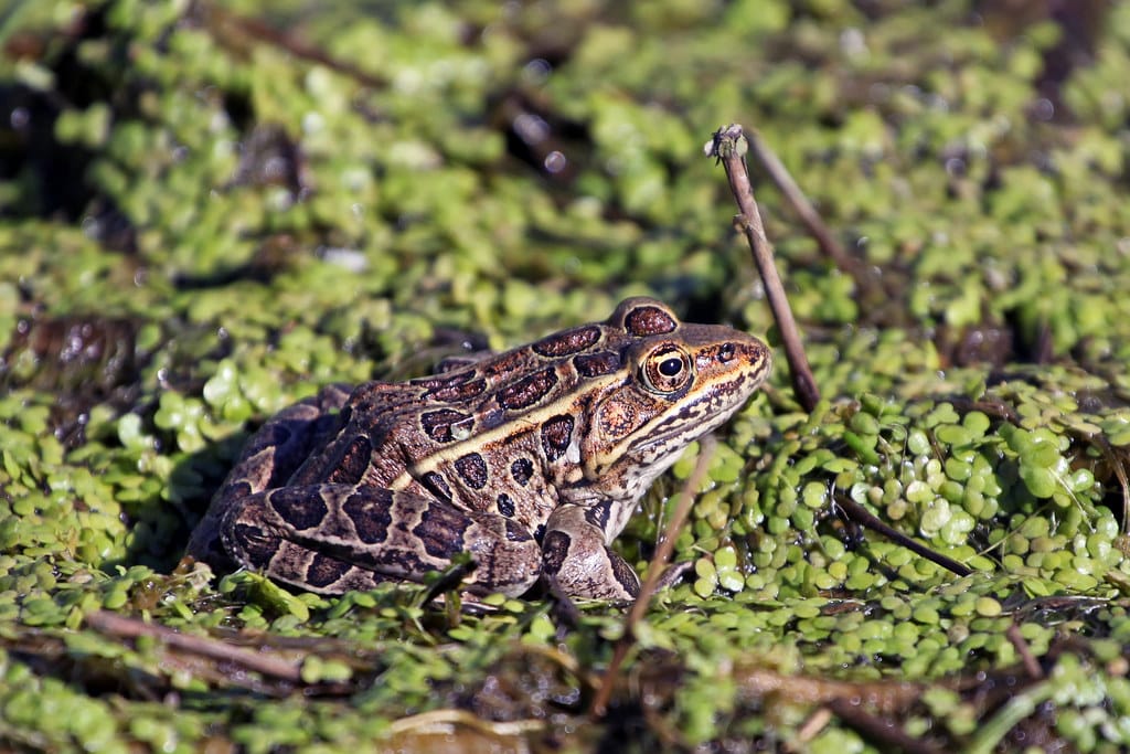 Northern Leopard Frog - Types of Frogs in Kentucky