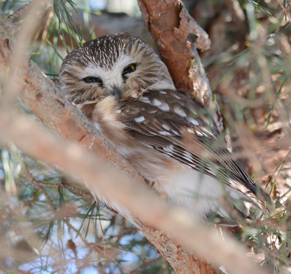 Northern Saw-whet Owl