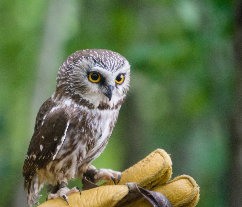 Northern Saw-whet Owl - Types of Owls in Michigan