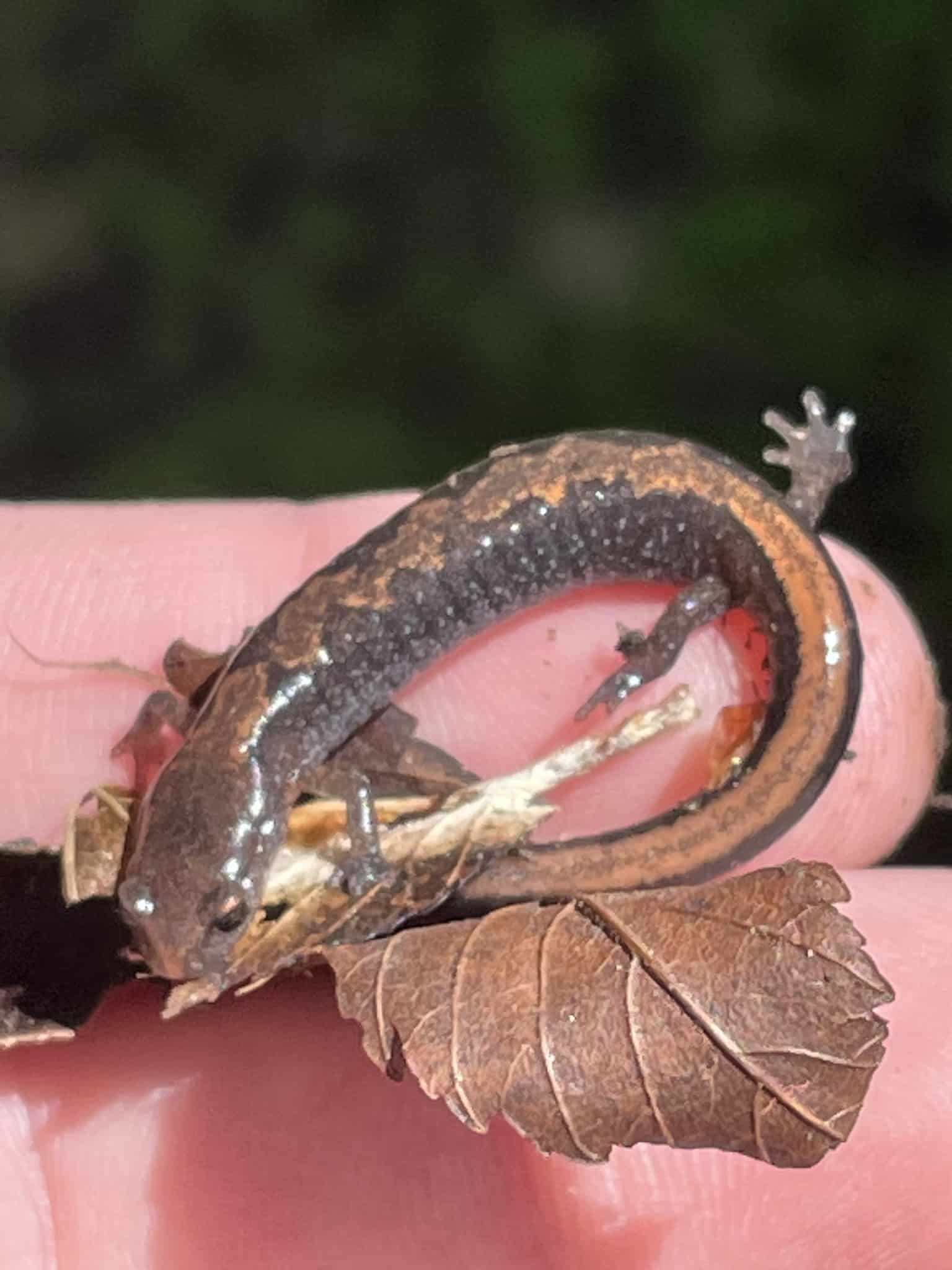 Northern Zigzag Salamander