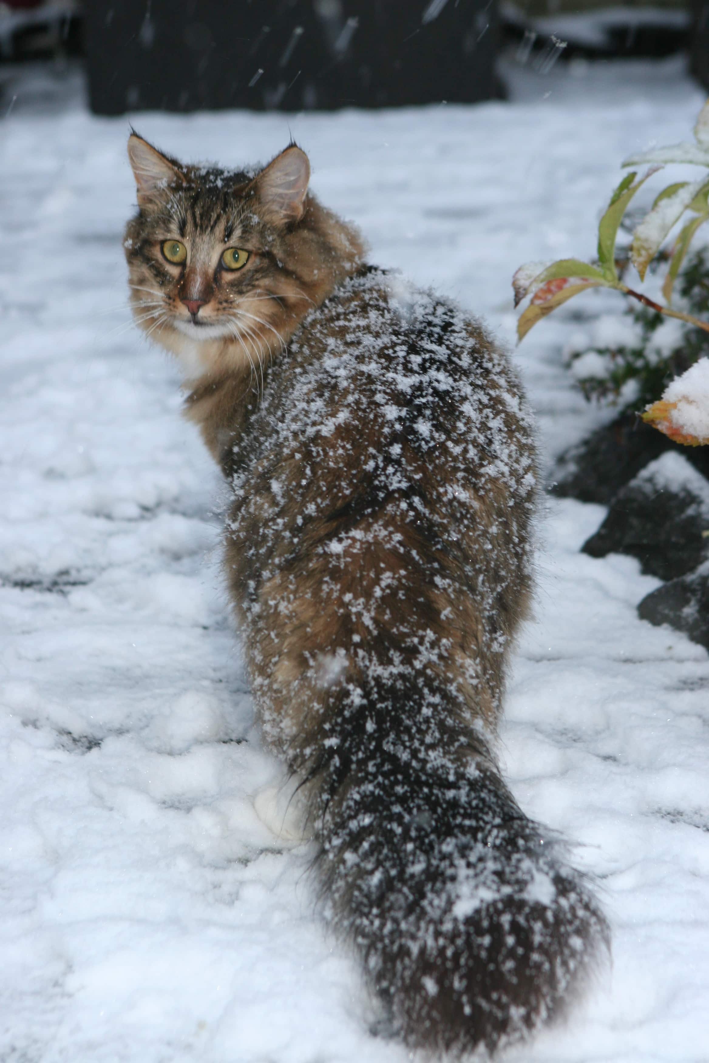 Norwegian Forest Cat
