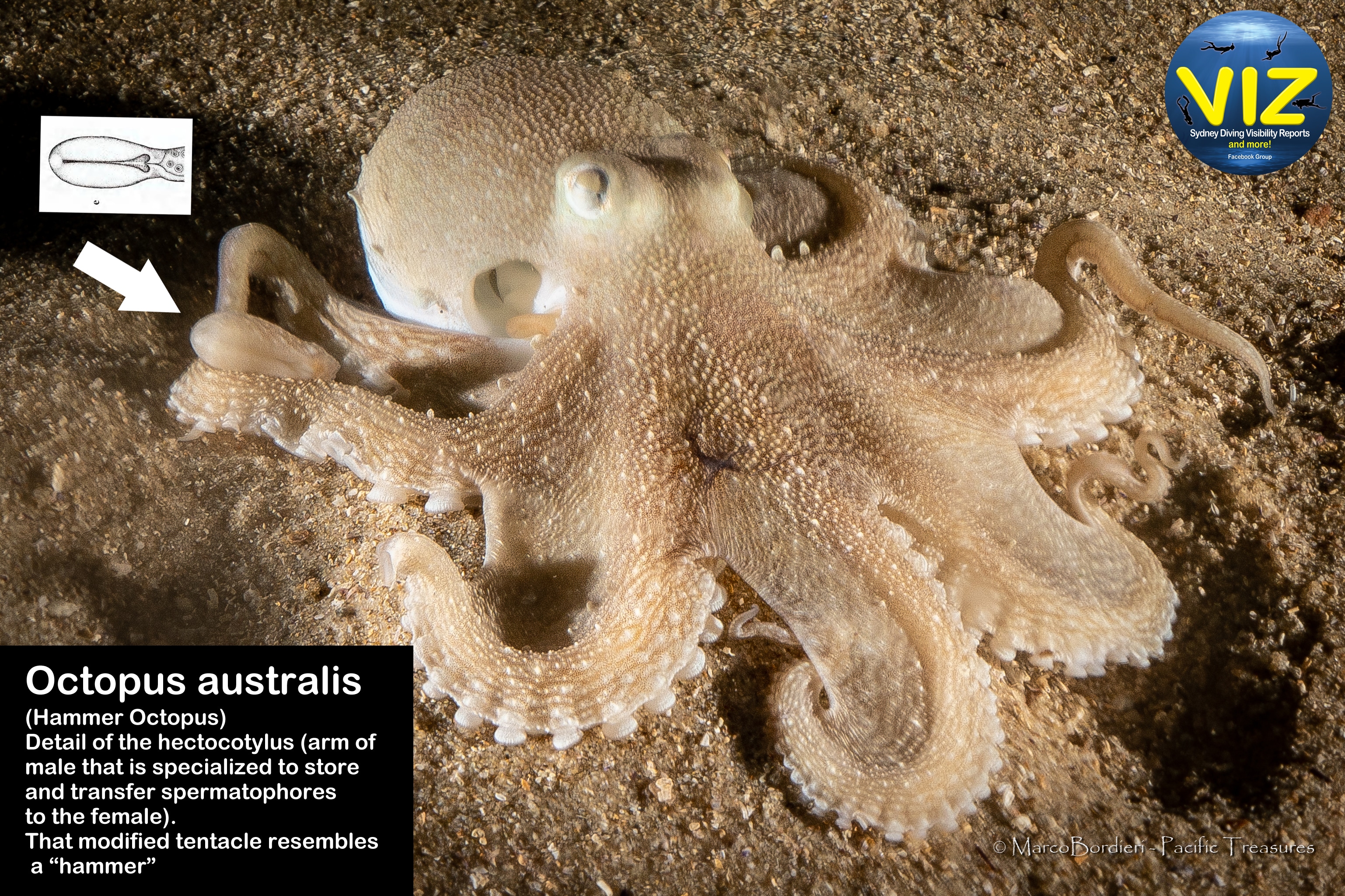 Octopus australis