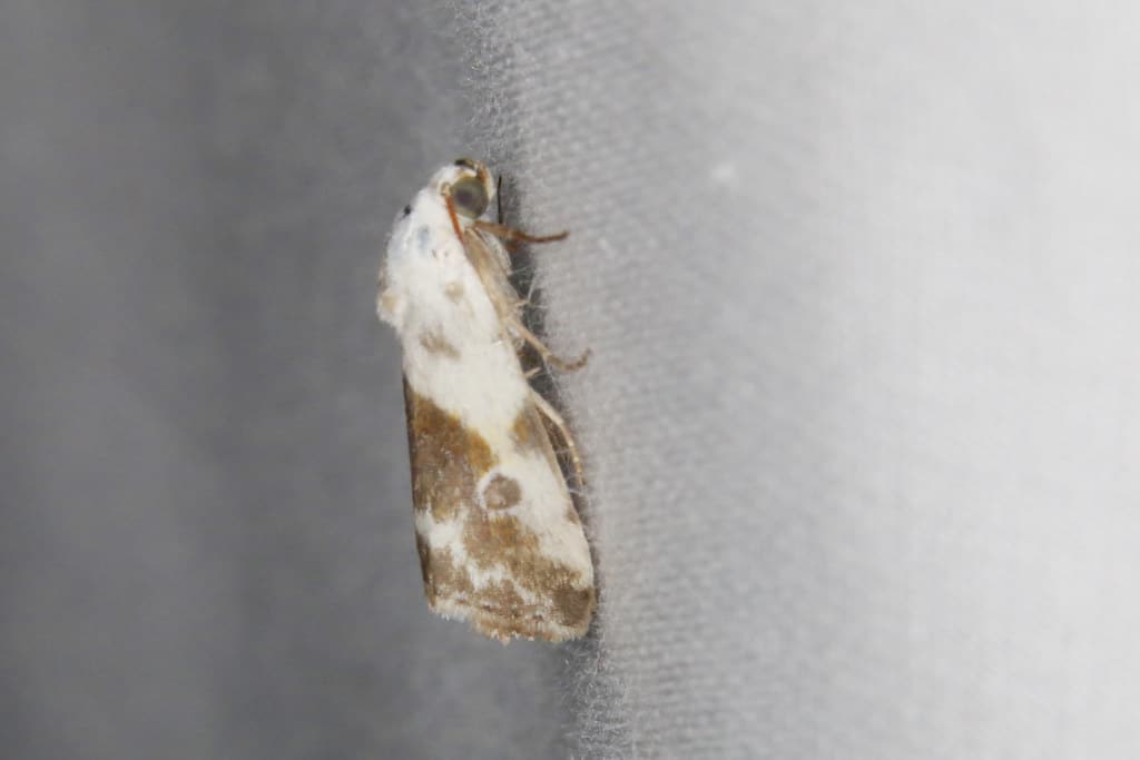 Olive-shaded Bird-dropping Moth