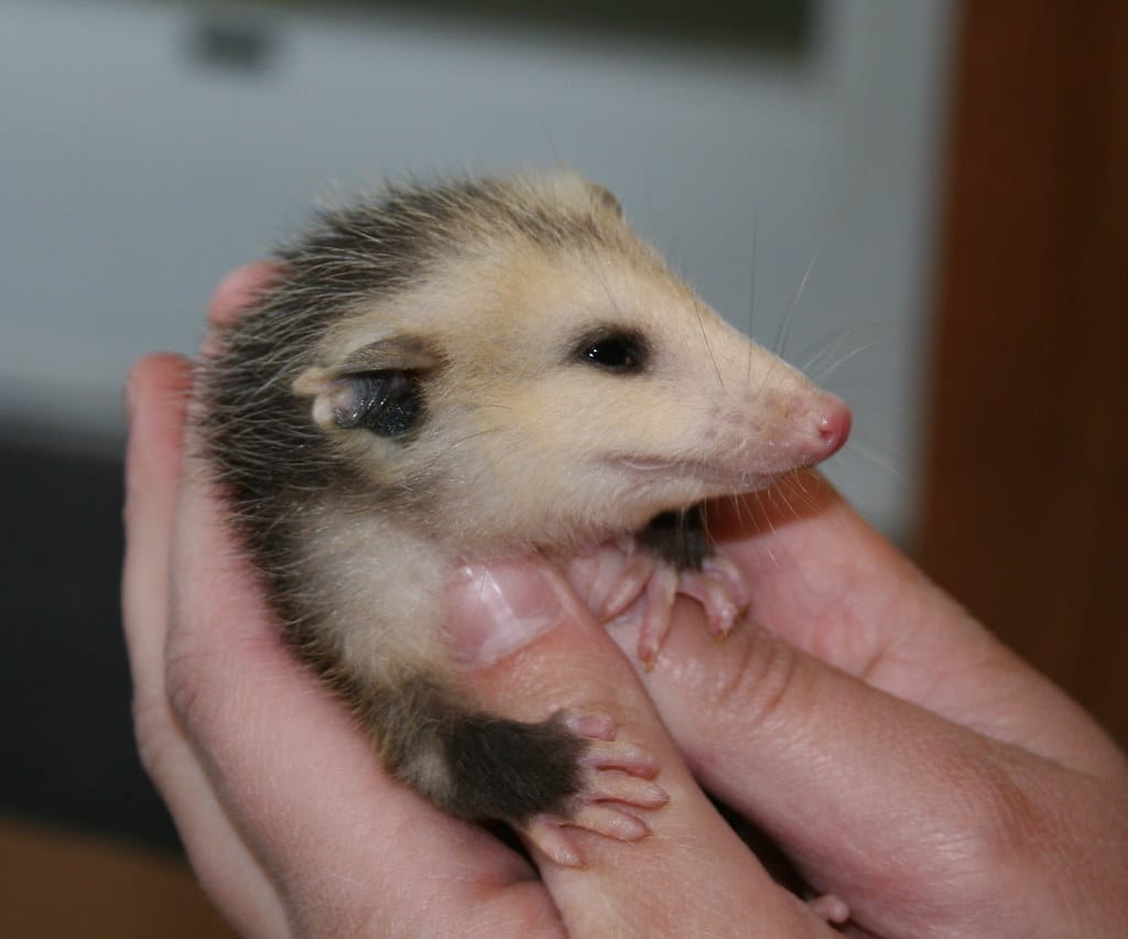 Opossum