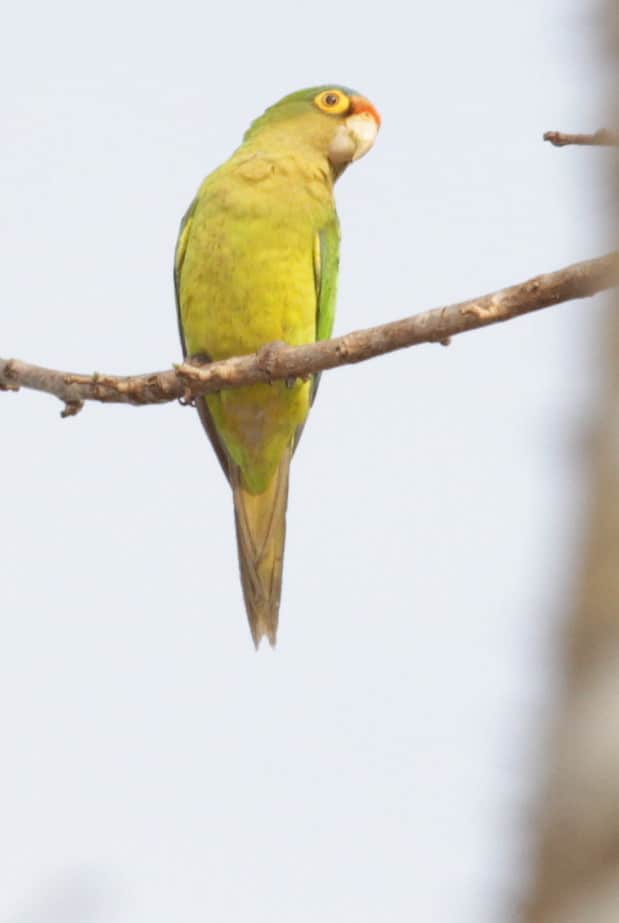Orange-fronted Conure