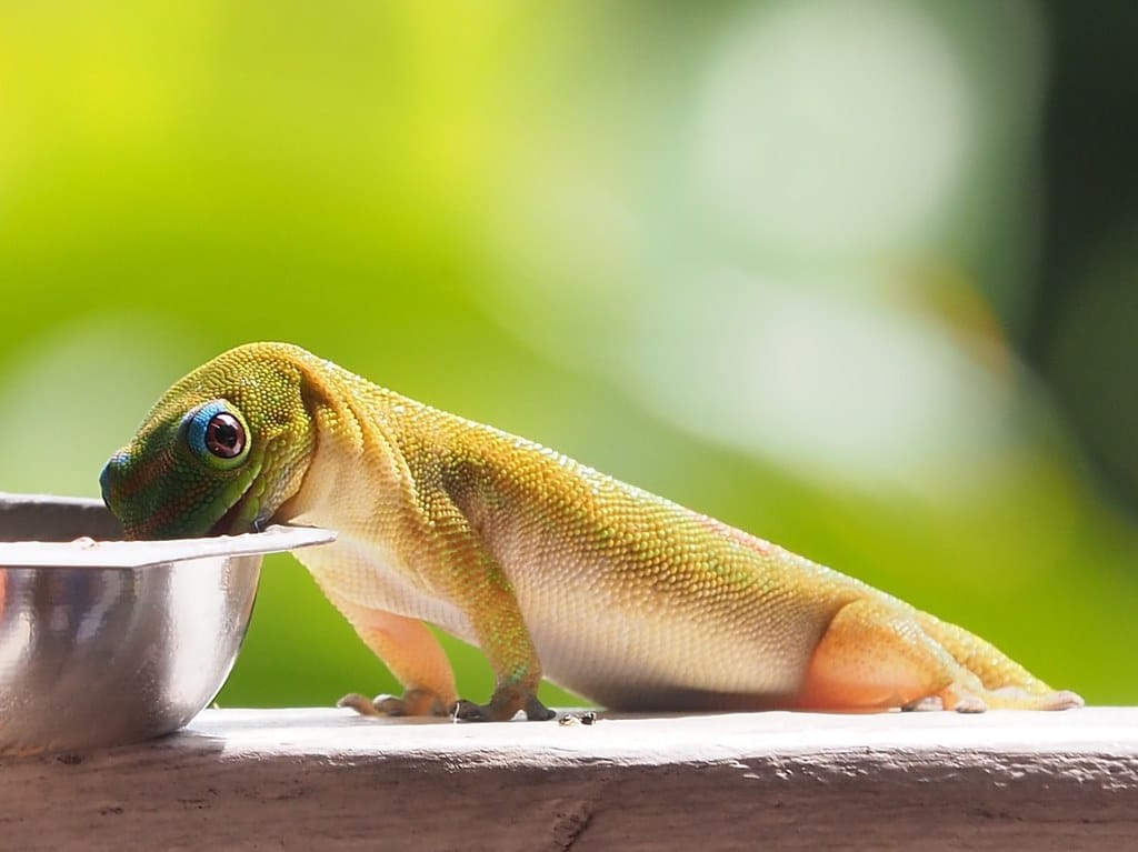 Orange-Spotted Day Gecko