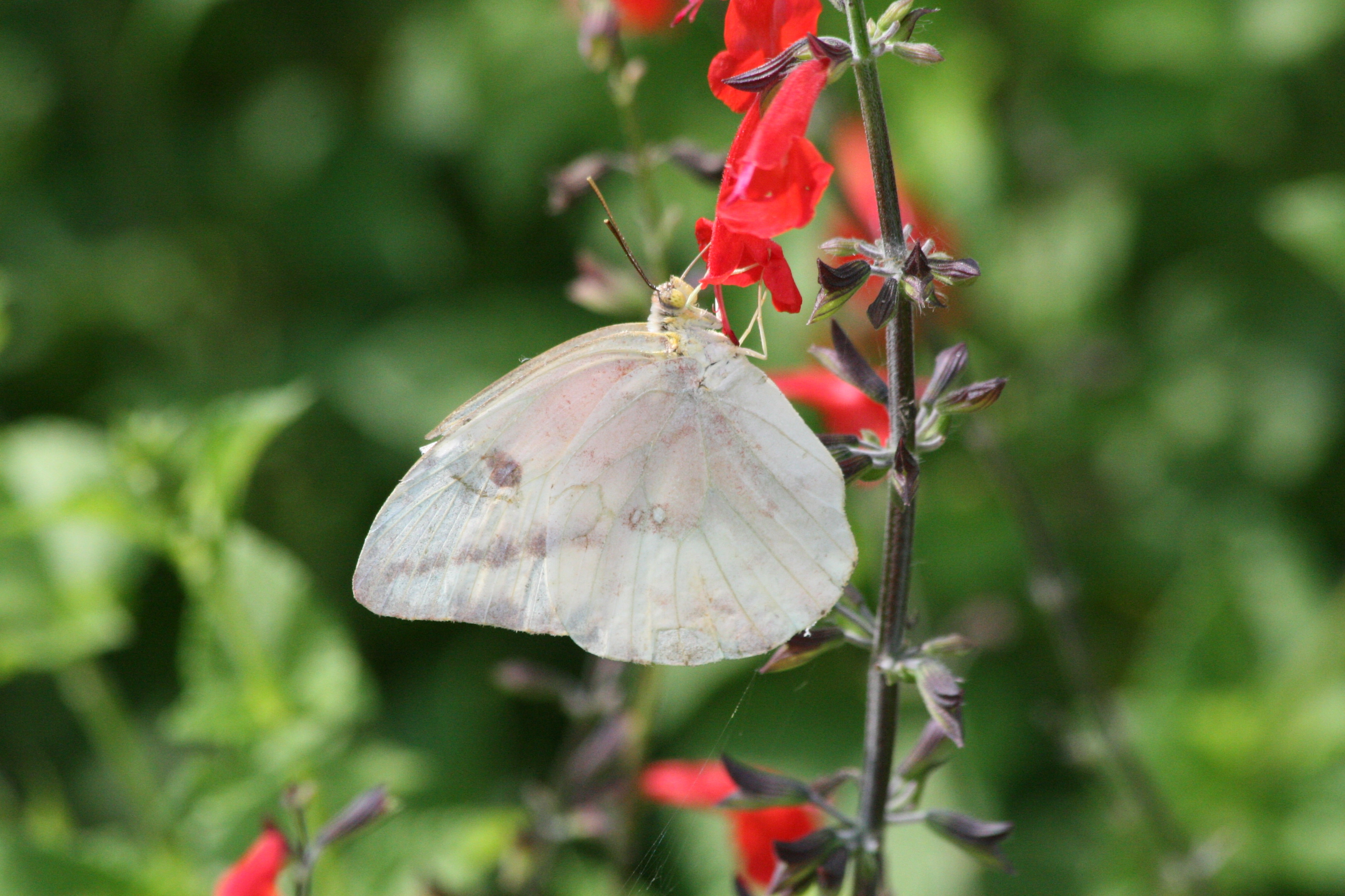 Orange Sulphur