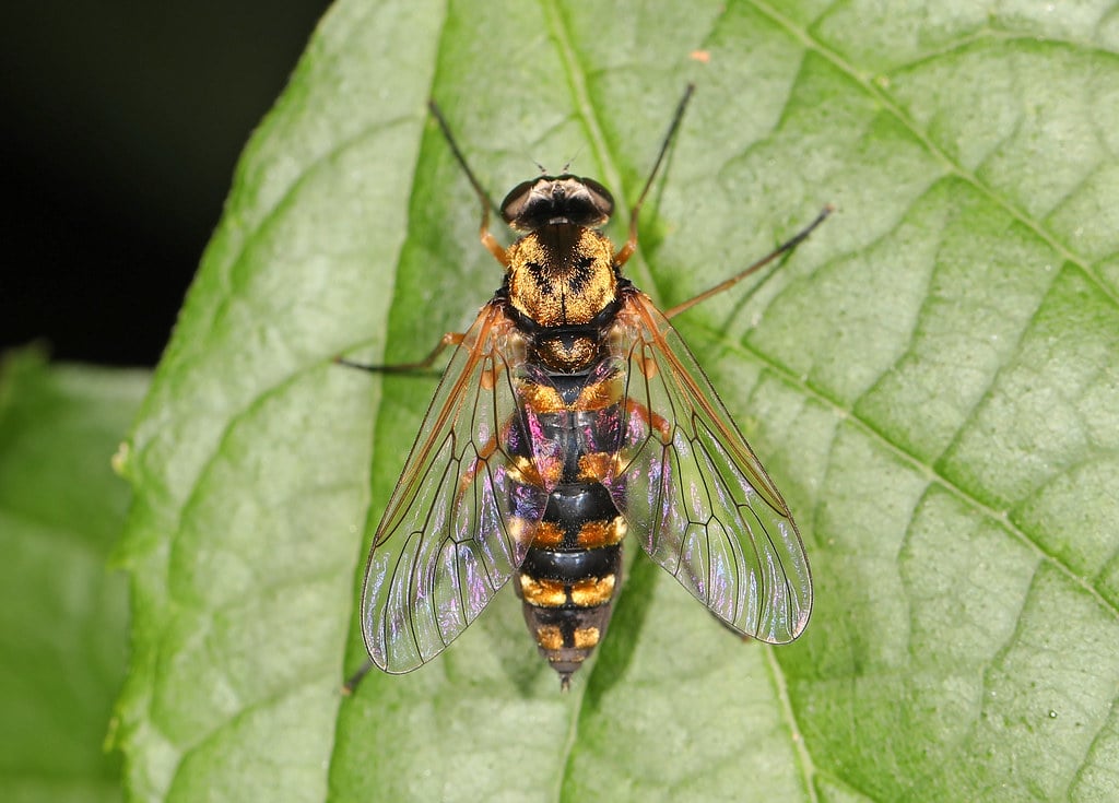 Ornate Snipe Fly