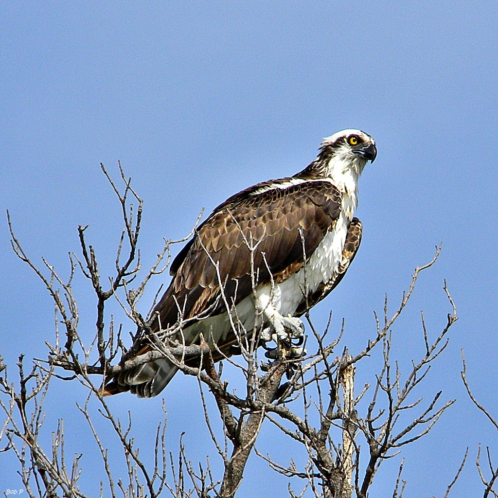 Osprey