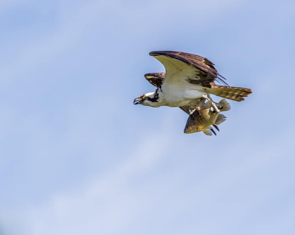 Ospreys