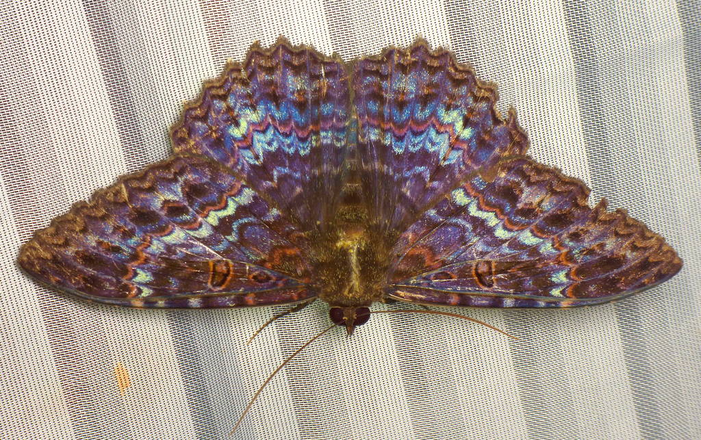 Owlet Moth