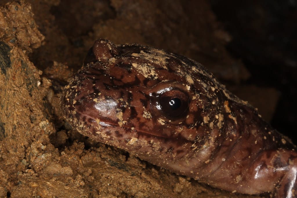 Pacific Giant Salamander