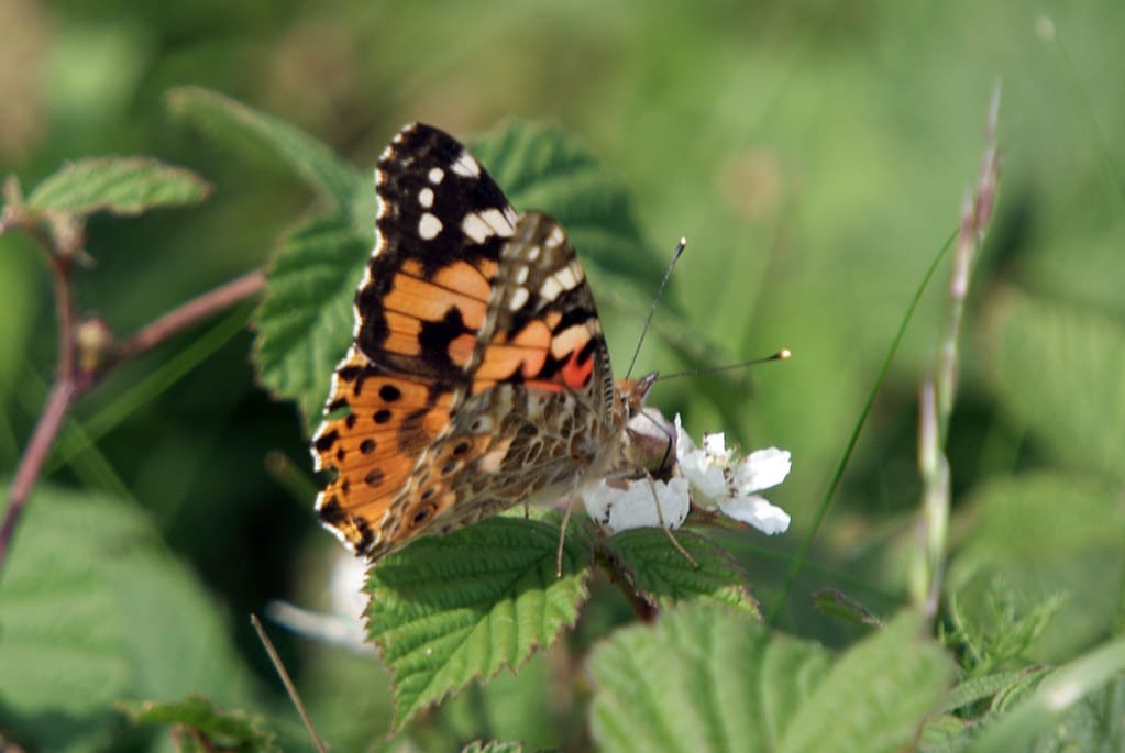 Painted Lady Butterfly