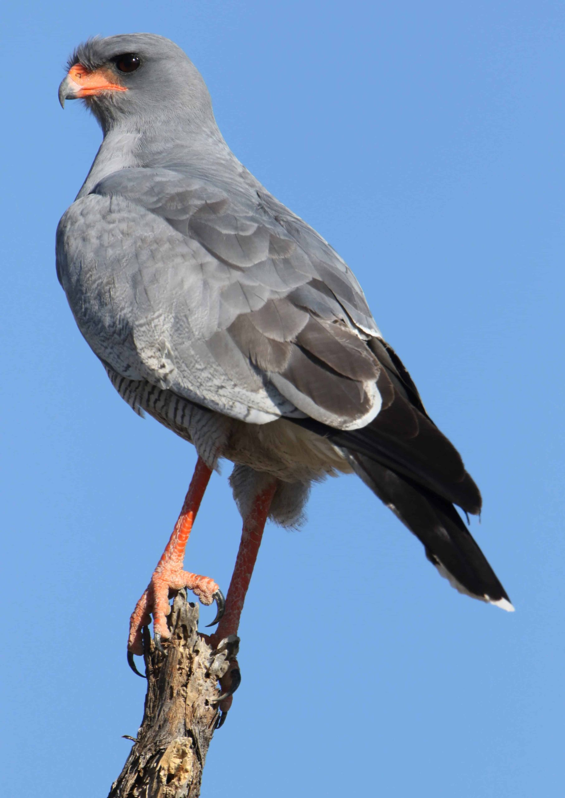 Pale Chanting Goshawk