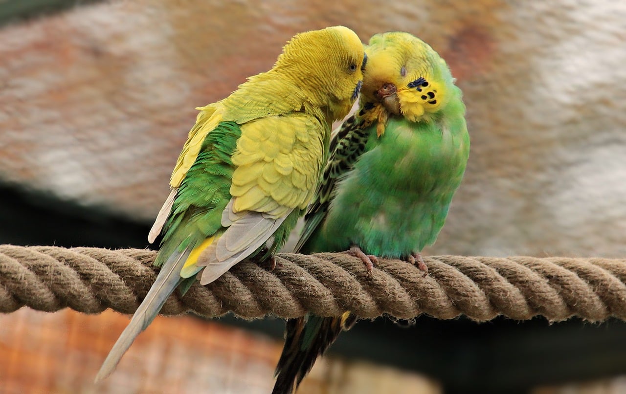 Parakeets