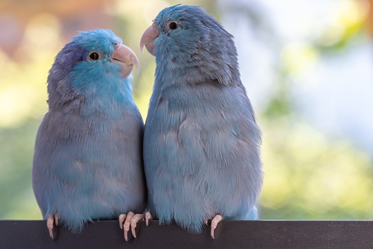 Parrotlets - types of Parrots