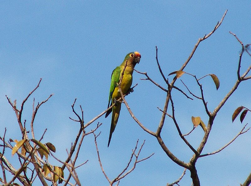Peach-Fronted Conure