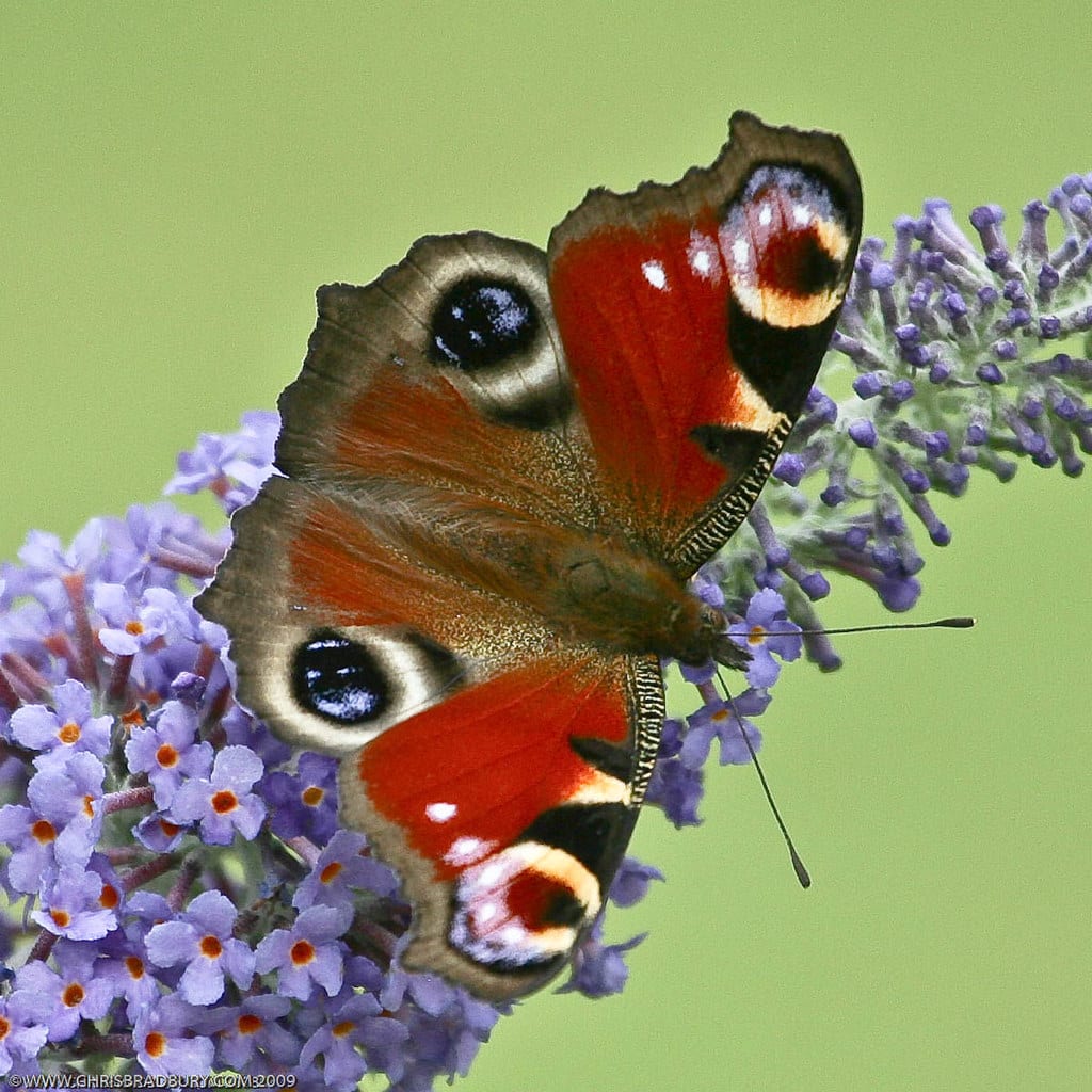 Peacock Butterfly