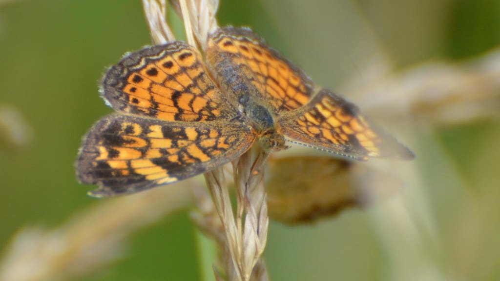 Pearl Crescent Butterfly