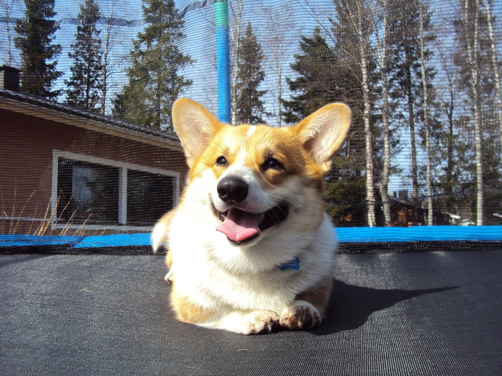Pembroke Welsh Corgi