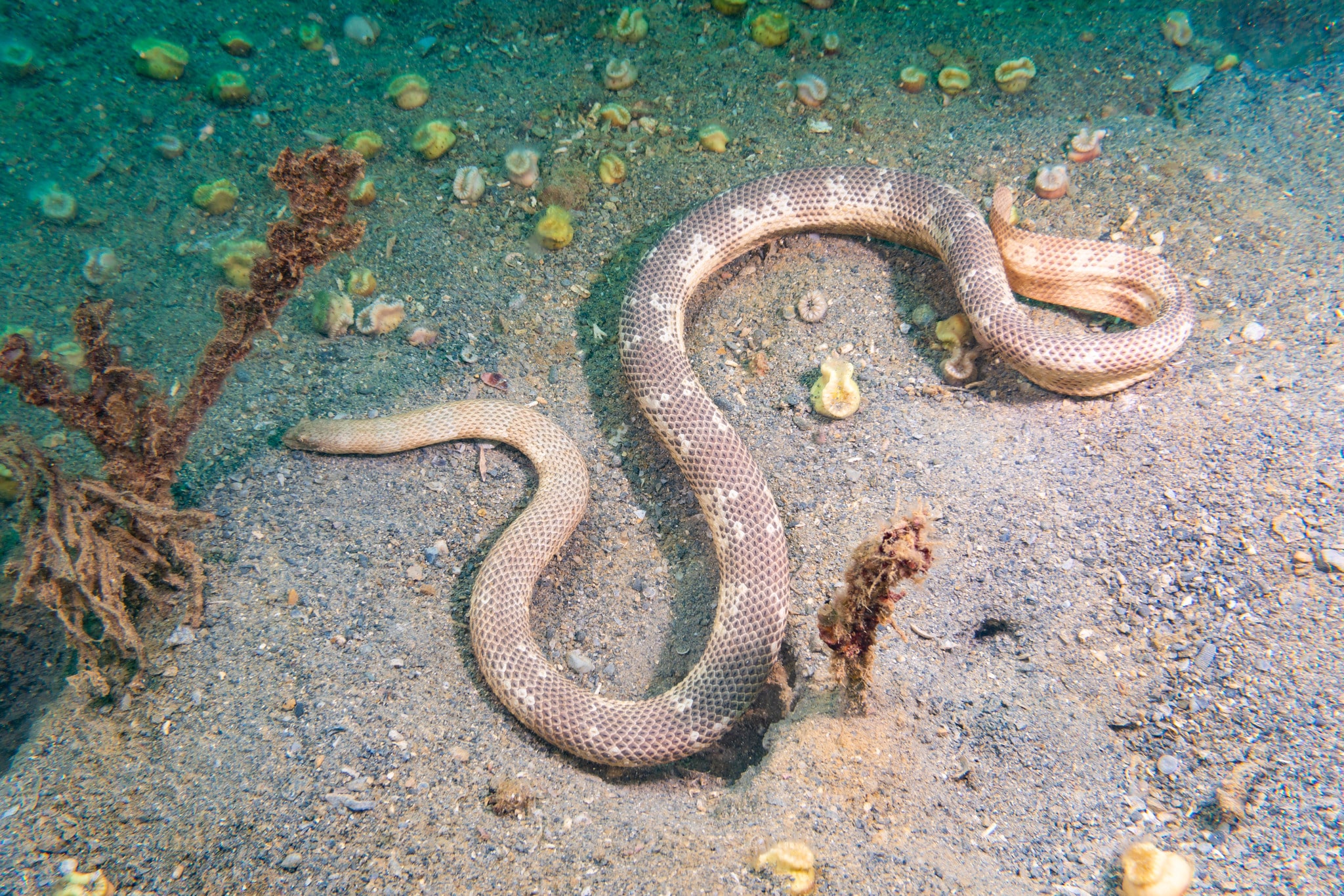 peron's sea snake