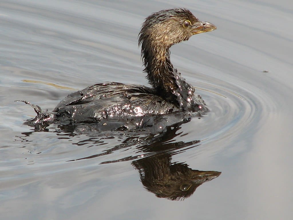 Pied Billed Grebe